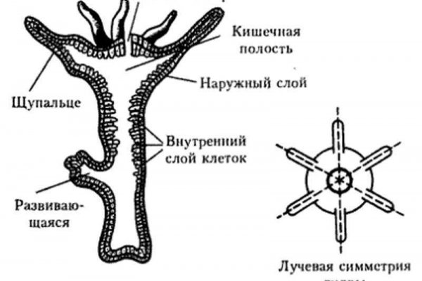 Рабочее зеркало кракен